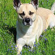 Maysson a rejoint le concours — aidez-le/la à gagner de superbes lots ! animal, bulldog, canine, chihuahua, dog, field, flower, frenchbulldog, germanshepherd, grass, grassland, herbal, herbs, husky, nature, outdoors, pet, plant, puppy, vegetation