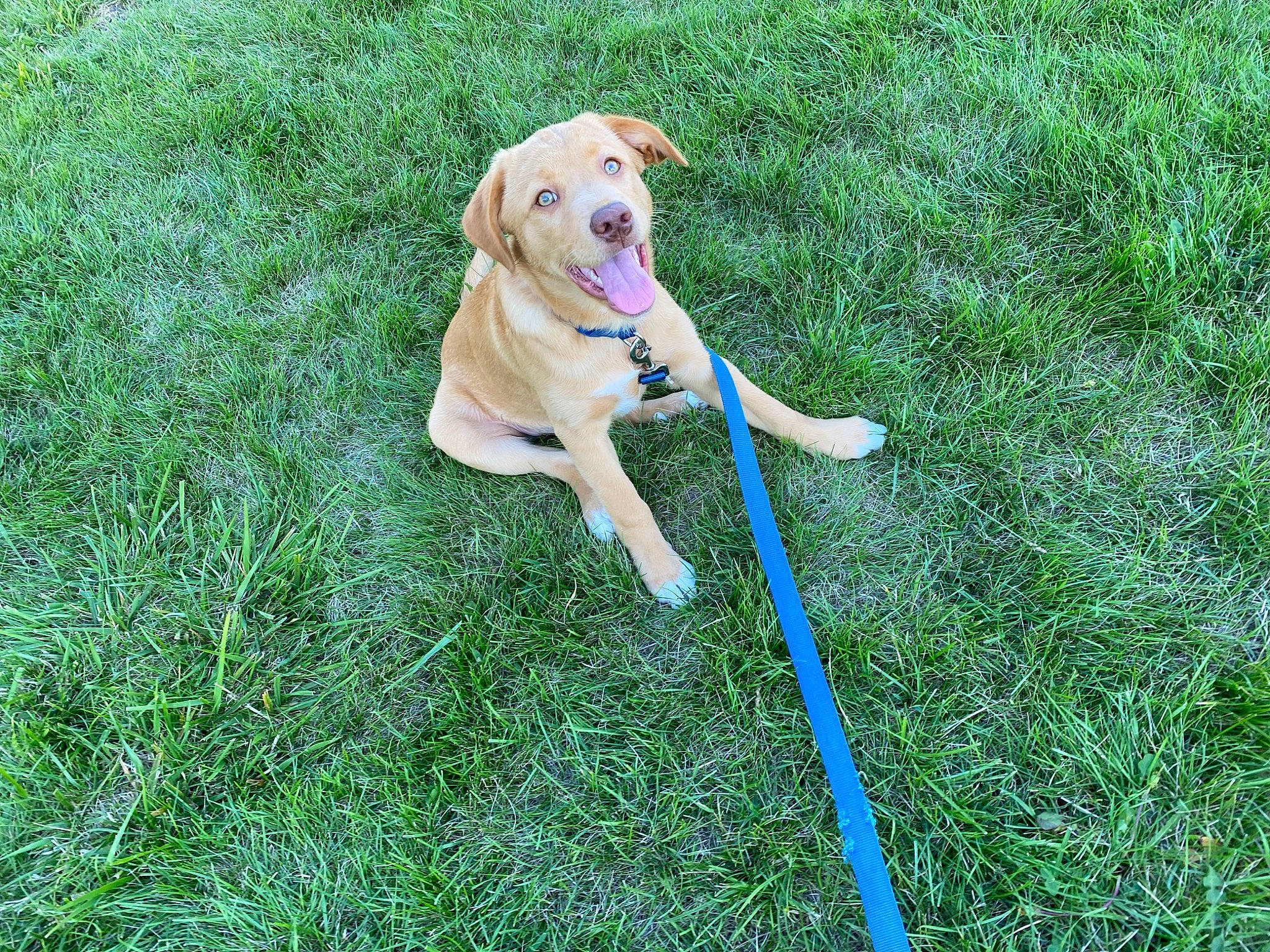 Louie joined the competition — help win amazing prizes! canidae, carnivore, collar, companion_dog, dog, dog_breed, dog_collar, fawn, garden_hose, grass, grassland, groundcover, gun_dog, hat, lawn, leash, plant, sporting_group, tail, working_animal