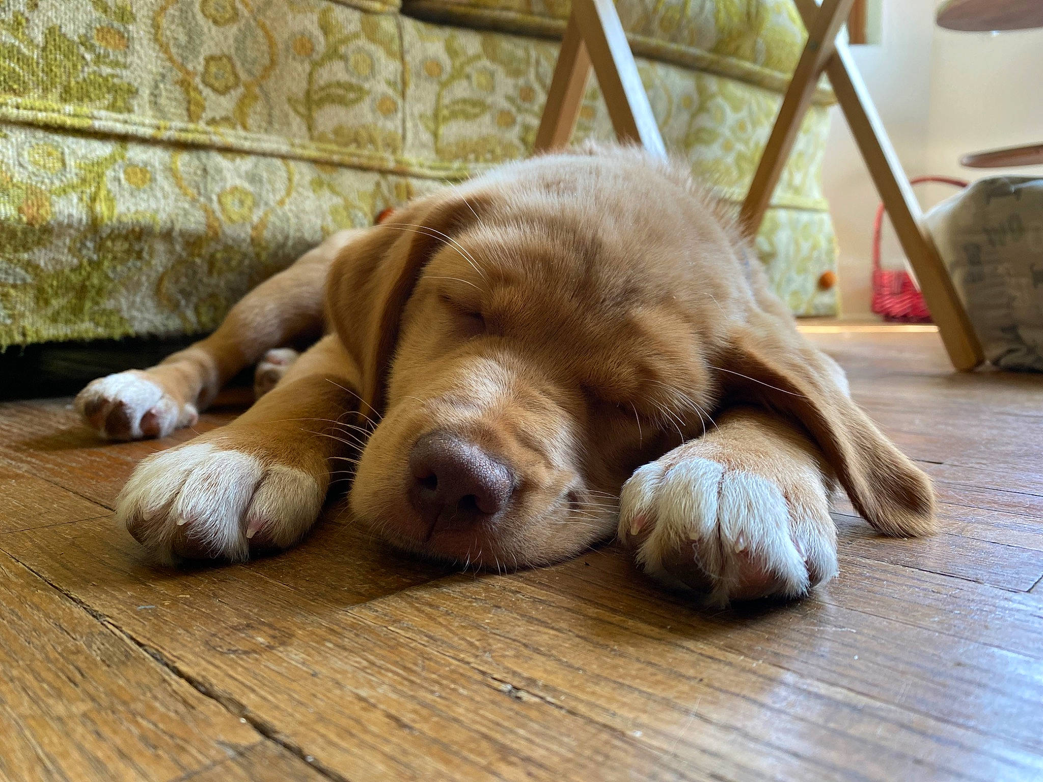 Louie joined the competition — help win amazing prizes! carnivore, comfort, companion_dog, dog, dog_breed, fawn, felidae, flooring, foot, fur, hardwood, liver, paw, retriever, snout, sporting_group, terrestrial_animal, whiskers, wood, working_animal