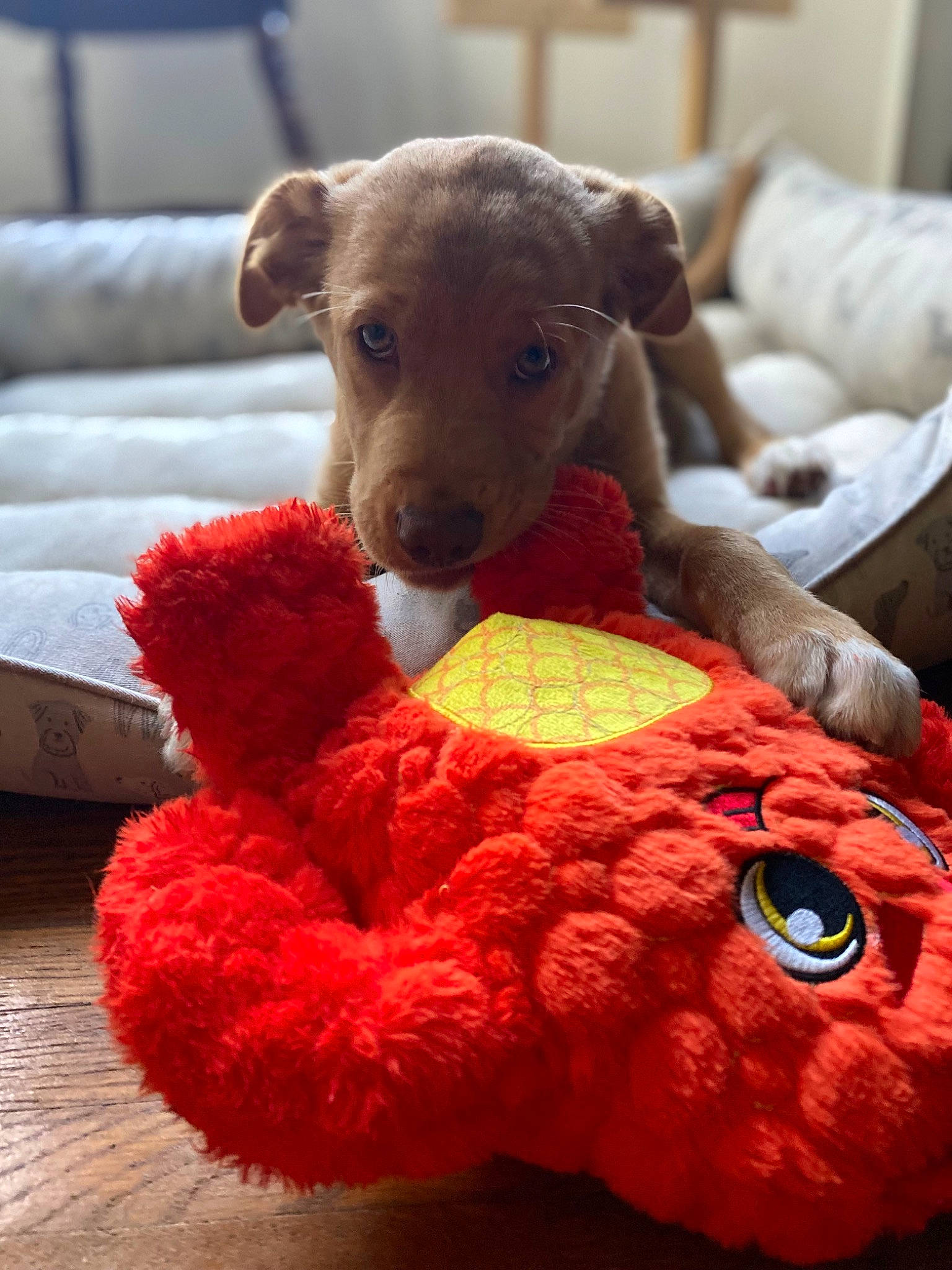 Louie is registered to the contest to win money with this photo: art, carnivore, comfort, companion_dog, couch, crochet, dog, dog_breed, fawn, fur, linens, pet_supply, plush, snout, stuffed_toy, terrestrial_animal, toy, wood, wool, working_animal