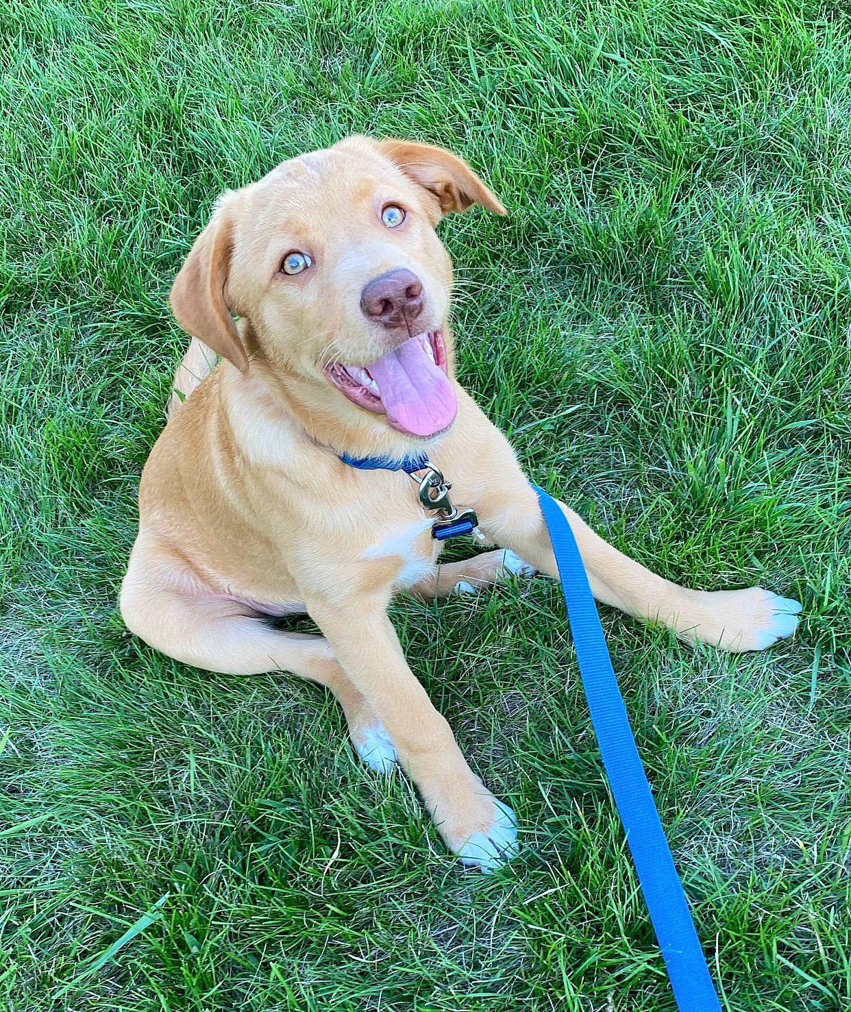 Louie is registered to the contest to win money with this photo: canidae, carnivore, collar, companion_dog, dog, dog_breed, dog_collar, dog_supply, electric_blue, fawn, garden_hose, grass, hose, leash, pet_supply, plant, snout, sporting_group, tail, working_animal