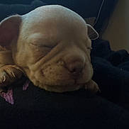 Luna is registered to the contest to win money with this photo: puppy, sleeping, dog, nap, paw, closeup, wrinkles, cute, animal, pet, cozy, blanket, fur, indoor, resting, adorable, young, mammal, face, relaxed