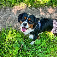 Virgule a rejoint le concours — aidez-le/la à gagner de superbes lots ! dog, happy, outdoor, grass, greenery, path, sunlight, nature, canine, pet, leash, black_fur, brown_fur, white_fur, smiling, tongue_out, portrait, closeup, walking, summer