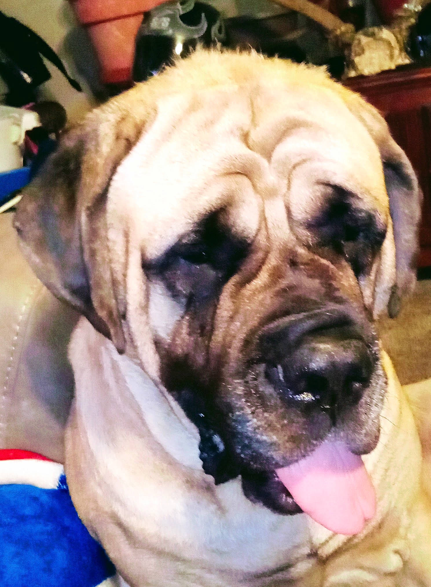 Jezzabell is registered to the contest to win money with this photo: ancient_dog_breeds, biting, bored, canidae, carnivore, companion_dog, dog, dog_breed, fawn, fur, giant_dog_breed, non_sporting_group, plant, snout, sporting_group, terrestrial_animal, whiskers, working_dog, wrinkle