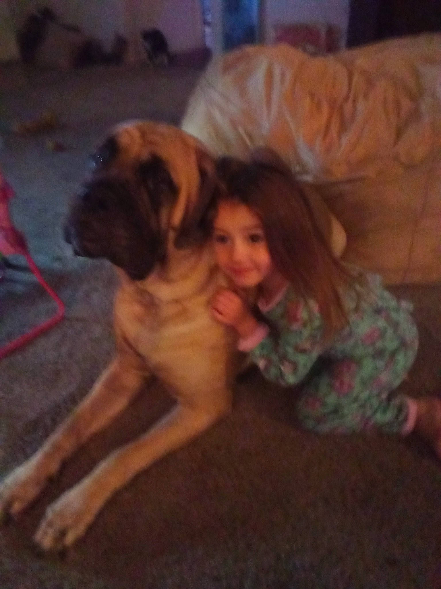 Jezzabell is registered to the contest to win money with this photo: canidae, carnivore, comfort, companion_dog, dog, dog_breed, fawn, flooring, guard_dog, hardwood, human_leg, molosser, paw, smile, snout, sporting_group, thigh, wood, working_dog, wrinkle