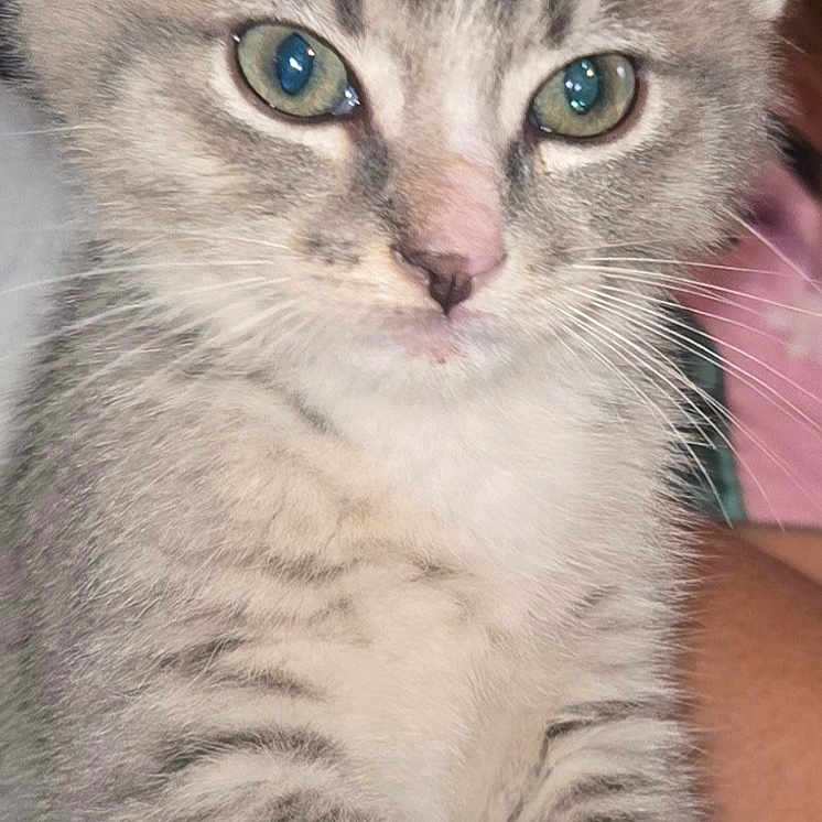 Kit