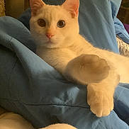 Charlie joined the competition — help win amazing prizes! bed, bedding, blanket, blue_blanket, cat, close_up, cozy, curious, ears, eyes, feline, fur, heterochromia, indoor, paw, pet, pink_nose, portrait, whiskers, white_cat