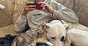 Freya is registered to the contest to win money with this photo: person, cat, dog, pets, couch, indoors, sitting, smartphone, bonnet, glasses, hoodie, animal_companions, sleepy, relaxed, portrait, living_room, window, cushion, blanket, playful