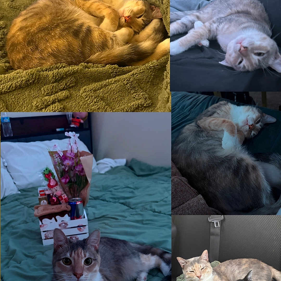 Freya