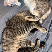 Freya joined the competition — help win amazing prizes! cats, two_cats, sleeping, tabby, striped_fur, pet, cuddling, curled_up, bed, bedding, indoors, relaxed, nap, feline, collar, whiskers, paws, fluffy, cozy, animal_portrait