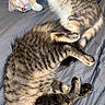 cats, two_cats, sleeping, tabby, striped_fur, pet, cuddling, curled_up, bed, bedding, indoors, relaxed, nap, feline, collar, whiskers, paws, fluffy, cozy, animal_portrait