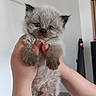 kitten, cat, fluffy, blue_eyes, long_hair, gray_fur, held, hands, paws, whiskers, indoor, portrait, close_up, cute, animal, pet, furry, standing, white_background, home