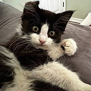 Cosmo joined the competition — help win amazing prizes! kitten, cat, black_and_white, fur, whiskers, paw, indoor, close_up, curious, wide_eyes, pet, cute, animal, relaxed, soft, couch, home, young, portrait, feline