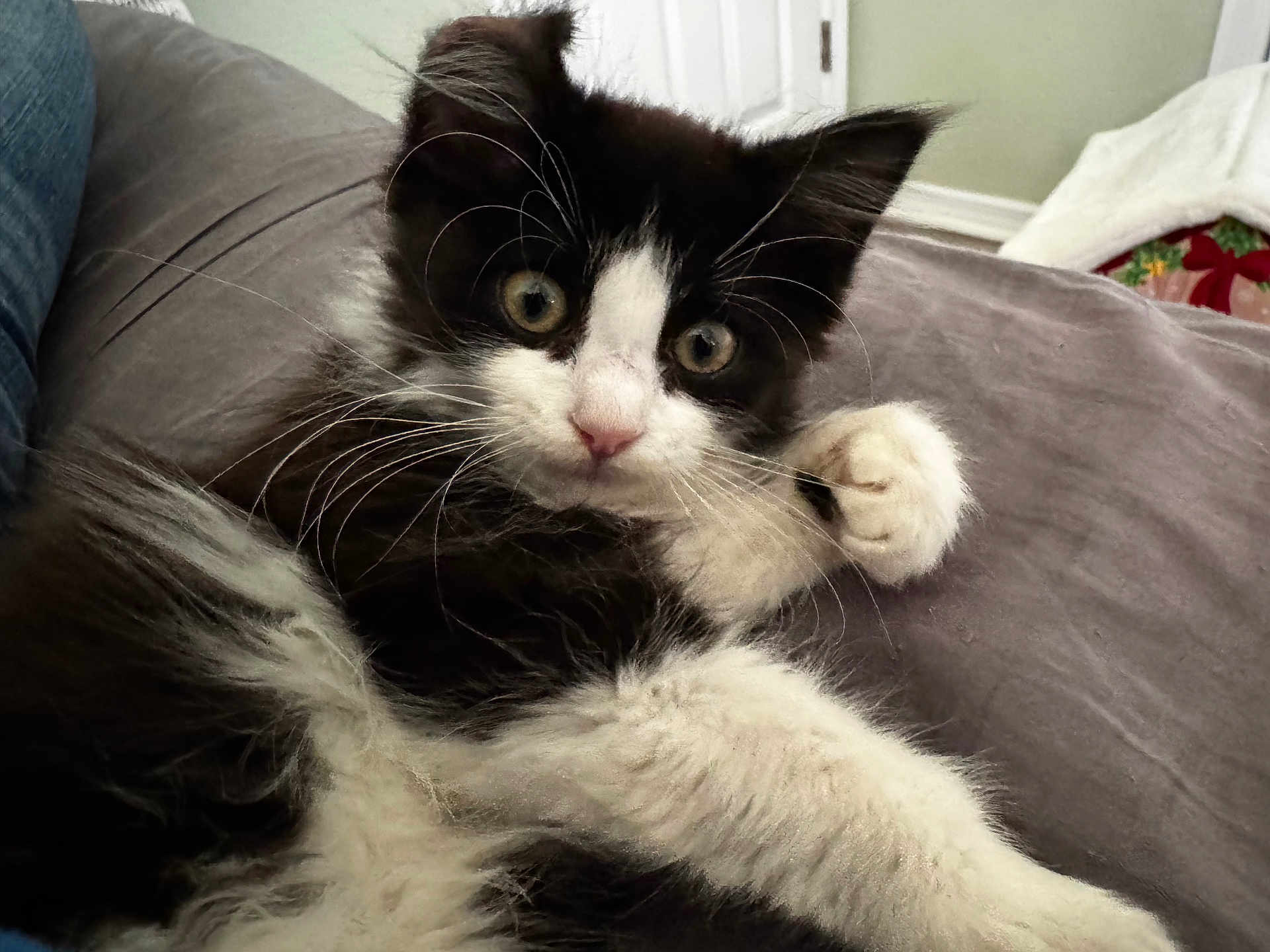 Cosmo joined the competition — help win amazing prizes! kitten, cat, black_and_white, fur, whiskers, paw, indoor, close_up, curious, wide_eyes, pet, cute, animal, relaxed, soft, couch, home, young, portrait, feline