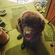 Mavric is registered to the contest to win money with this photo: dog, pet, welcome_mat, doorway, outdoor, concrete_floor, food_bowl, plant_pot, rocks, mat, fur, animal, canine, tongue, shadow, dirt, garden_tools, light, blur, indoor_outdoor