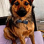 animal, black_fur, bow_tie, brown_fur, canine, companion, cushion, cute, dog, domestic_animal, ears_up, furniture, indoors, looking_at_camera, paw, pet, portrait, sitting, snout, well_groomed