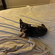 Sonic joined the competition — help win amazing prizes! animal, bed, beige, black, blanket, brown, carpet, cozy, dog, ears, floor, fur, indoor, looking_up, pet, quiet, resting, rumpled_bed, small_dog, wall