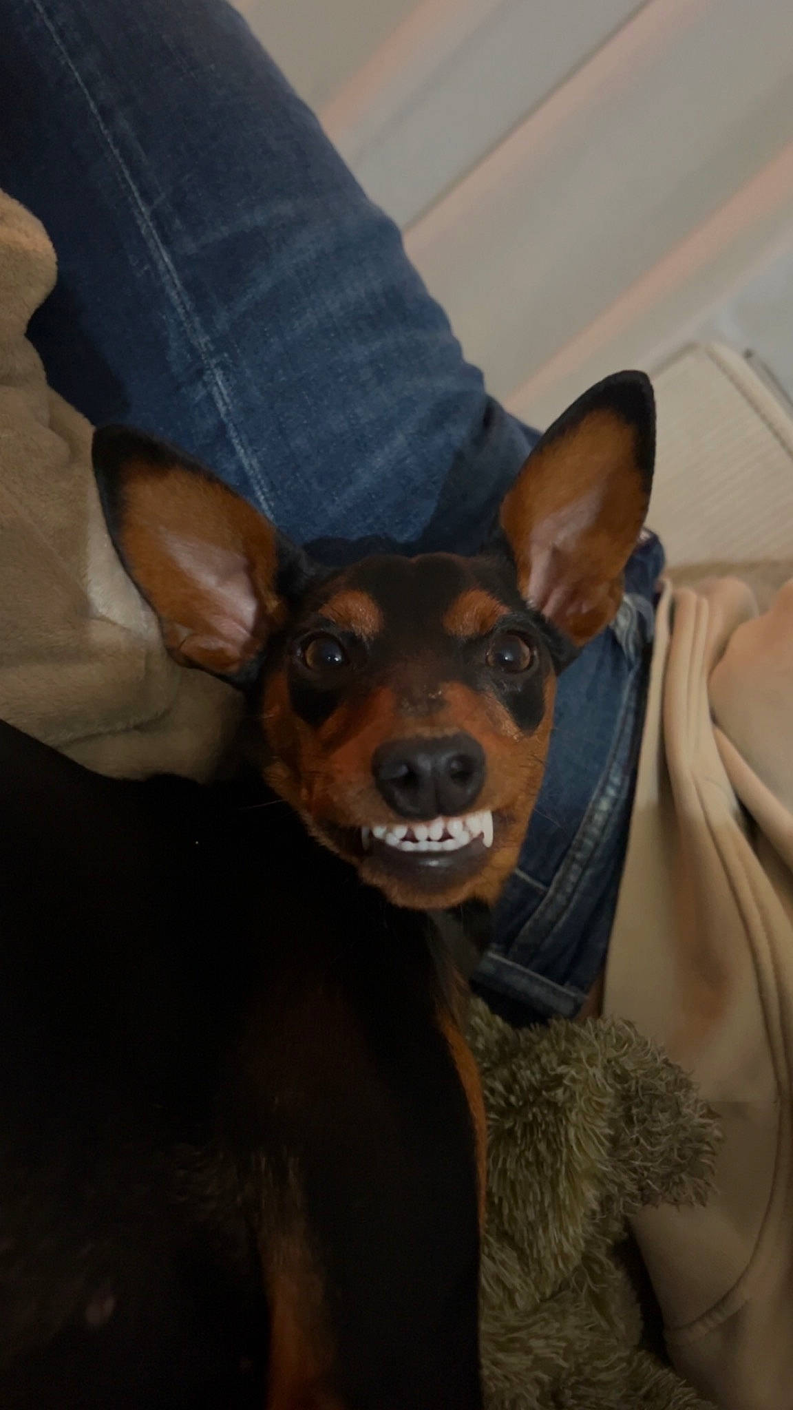 Upsie participe au concours pour gagner de l'argent avec cette photo : canidae, carnivore, chihuahua, companion_dog, corgi_chihuahua, dog, dog_breed, ear, fawn, fur, guard_dog, pinscher, prazsky_krysarik, russkiy_toy, snout, sporting_group, terrestrial_animal, toy_dog, whiskers, working_animal