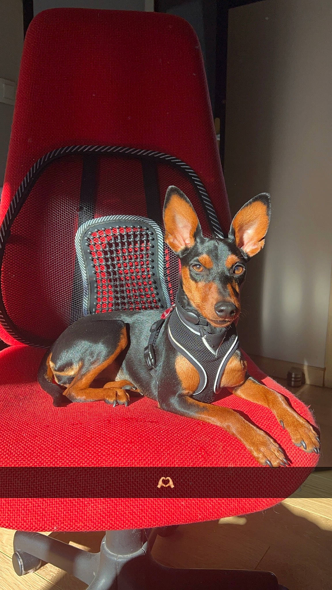 Upsie a rejoint le concours — aidez-le/la à gagner de superbes lots ! canidae, carnivore, chair, comfort, companion_dog, dog, dog_breed, dog_supply, event, fawn, guard_dog, pet_supply, pinscher, prazsky_krysarik, russkiy_toy, sporting_group, toy_dog, working_animal, working_dog