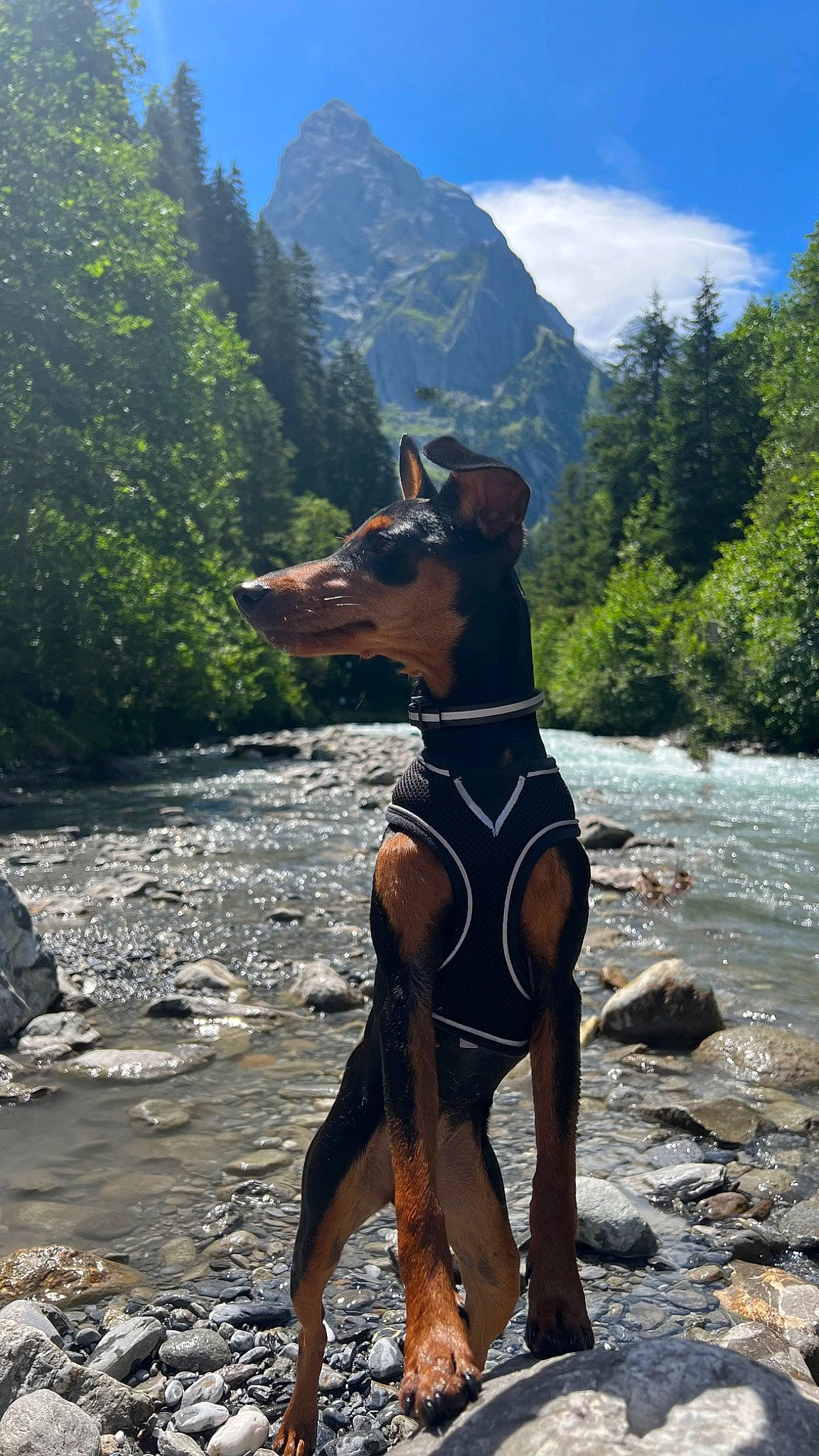 Upsie a rejoint le concours — aidez-le/la à gagner de superbes lots ! adventure, carnivore, cloud, dog, dog_breed, fawn, hill, lake, leisure, mountain, mountain_range, mountainous_landforms, outdoor_recreation, plant, recreation, sky, swimwear, tree, water, working_animal