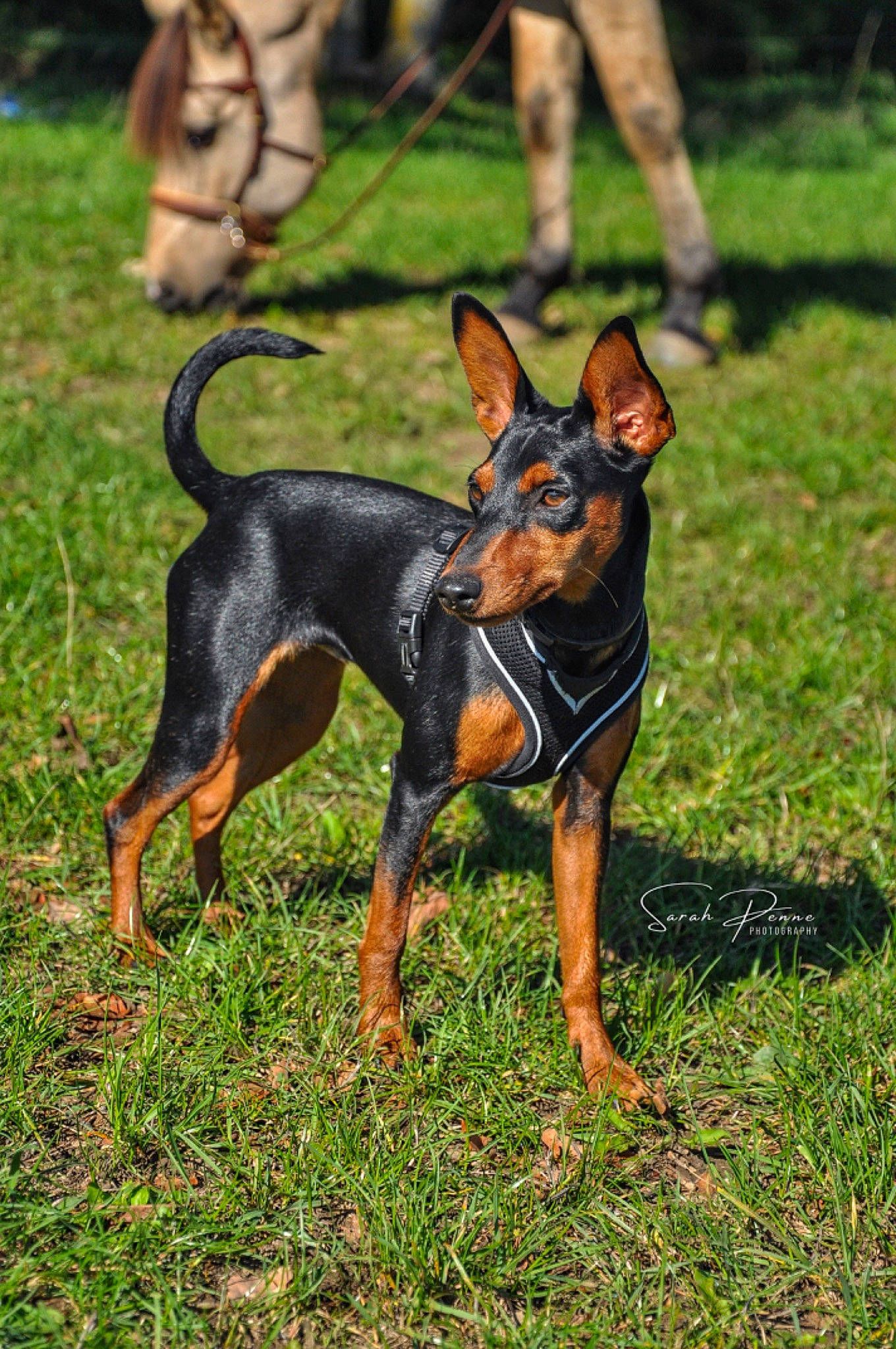 Upsie participe au concours pour gagner de l'argent avec cette photo : canidae, carnivore, companion_dog, dobermann, dog, dog_breed, dog_sports, dog_supply, fawn, grass, guard_dog, hunting_dog, pinscher, prazsky_krysarik, shorts, snout, sporting_group, terrestrial_animal, toy_dog, working_dog