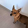 dog, small_dog, brown_dog, pet, indoor, floor, wall, ears, animal, canine, looking_up, standing, curious, alert, short_fur, companion, domestic_animal, cute, house, portrait