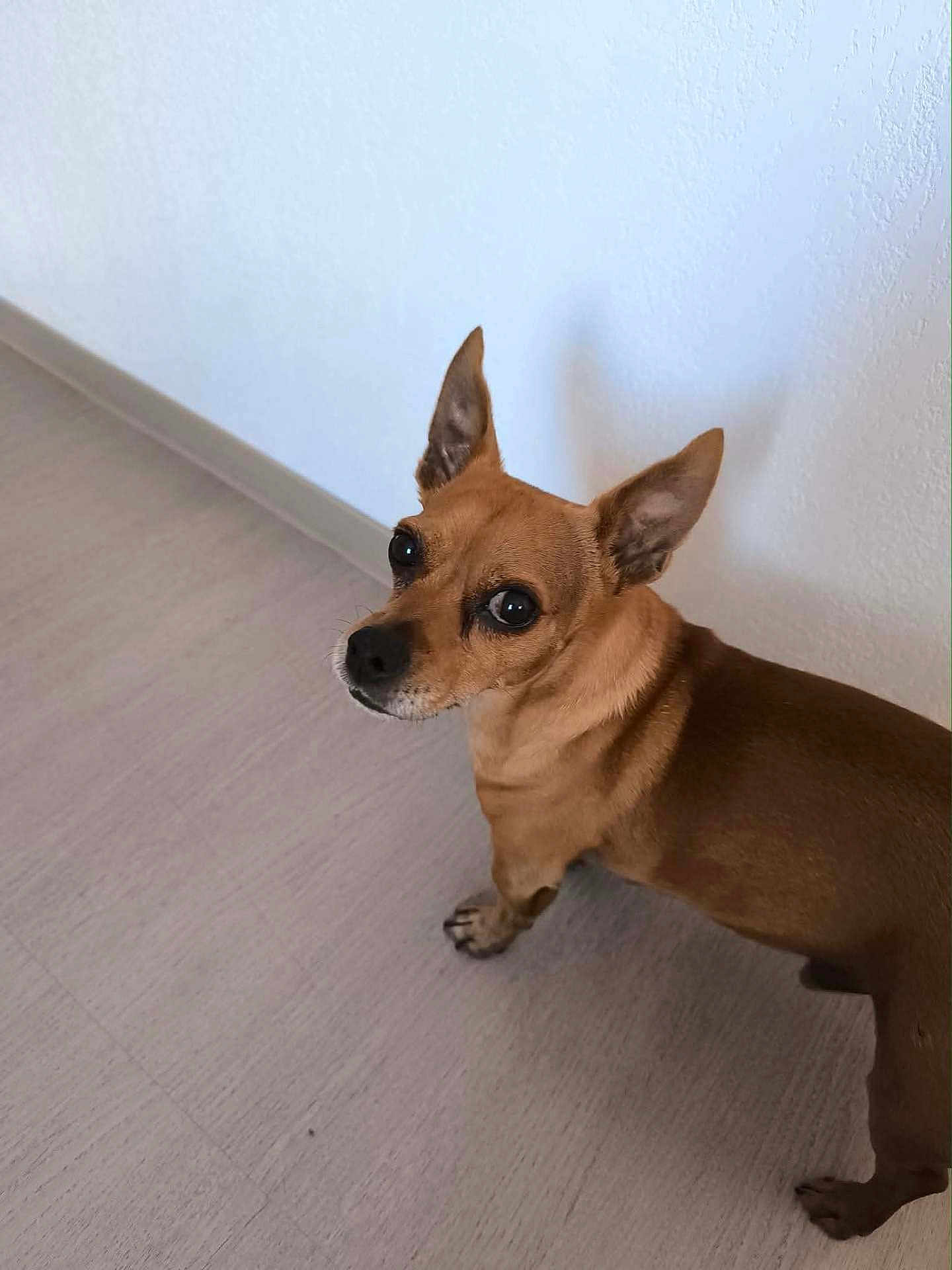 Lulu participe au concours pour gagner de l'argent avec cette photo : dog, small_dog, brown_dog, pet, indoor, floor, wall, ears, animal, canine, looking_up, standing, curious, alert, short_fur, companion, domestic_animal, cute, house, portrait