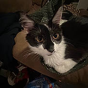Rogue is registered to the contest to win money with this photo: cat, black_and_white, long_hair, pet, animal, feline, whiskers, ears, eyes, portrait, indoors, cushion, blanket, polka_dot, sitting, alert, curious, close_up, dim_lighting, home