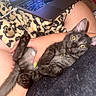 cat, kitten, black_cat, pet, animal, lying_down, upside_down, belly_up, wide_eyed, yellow_eyes, paws, whiskers, collar, indoor, lap, human, laptop, blanket, cozy, portrait