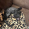 kitten, cat, black_cat, fluffy, sleeping, lying_down, curled_tail, pet, animal, leopard_print, blanket, couch, indoor, cozy, home, cute, fur, relaxed, portrait, photography