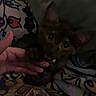 cat, kitten, animal, pet, black_cat, dark_fur, ears, eyes, whiskers, paw, hand, human_hand, cuddling, blanket, bed, indoors, dim_lighting, portrait, closeup, cozy
