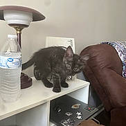 Baja Blast is registered to the contest to win money with this photo: cat, kitten, black_cat, fluffy, animal, pet, sitting, standing, portrait, indoors, home, side_table, lamp, water_bottle, furniture, armchair, laptop, stickers, curious, long_hair