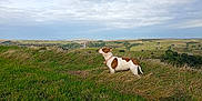 Dotty joined the competition — help win amazing prizes! animal, brown_and_white, canine, clouds, collar, daytime, dog, field, grass, green, hill, landscape, nature, open_space, outdoor, pet, rural, scenic, sky, standing
