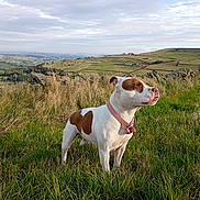 Dotty joined the competition — help win amazing prizes! animal, brown_and_white, canine, cloud, collar, dog, field, grass, hill, landscape, muzzle, nature, outdoor, peaceful, pet, rural, sky, standing, summer, sunlight