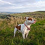 animal, brown_and_white, canine, cloud, collar, dog, field, grass, hill, landscape, muzzle, nature, outdoor, peaceful, pet, rural, sky, standing, summer, sunlight
