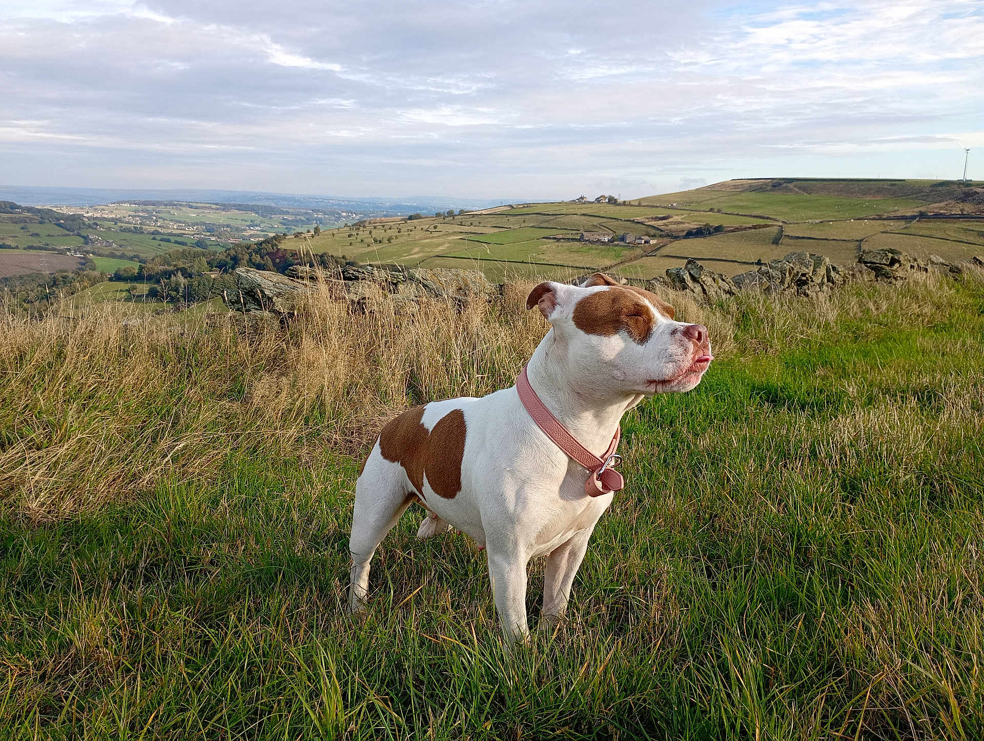 Dotty