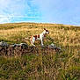 Dotty joined the competition — help win amazing prizes! animal, brown, canine, clouds, collar, daylight, dog, field, grass, hill, landscape, nature, outdoor, pet, rural, scenic, sky, standing, stone_wall, white