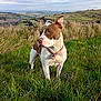 Dotty is registered to the contest to win money with this photo: alert, animal, brown, canine, collar, daylight, dog, fence, field, grass, hill, landscape, nature, outdoor, pet, rock, rural, sky, standing, white