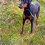 Clio joined the competition — help win amazing prizes! dog, doberman, animal, outdoor, grass, field, pet, canine, nature, alert, standing, black_and_tan, collar, fur, wildlife, summer, sunlight, muzzle, ears, tail