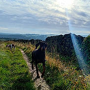 Clio joined the competition — help win amazing prizes! dog, dogs, path, grass, stone_wall, countryside, nature, sky, clouds, sunbeam, outdoor, walking, animal, pet, greenery, daylight, field, scenic, rural, landscape