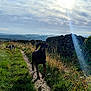 animal, clouds, countryside, daylight, dog, dogs, field, grass, greenery, landscape, nature, outdoor, path, pet, rural, scenic, sky, stone_wall, sunbeam, walking