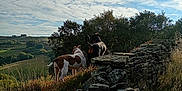 Clio joined the competition — help win amazing prizes! dog, dogs, stone_wall, grass, hill, trees, clouds, sky, nature, outdoor, landscape, pets, animal, field, sunlight, rural, scenery, companionship, daytime, countryside