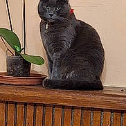 Pepito a rejoint le concours — aidez-le/la à gagner de superbes lots ! cat, grey_cat, pet, animal, indoor, plant, potted_plant, wooden_surface, feline, fur, ears, whiskers, collar, green_eyes, sitting, houseplant, home_interior, domestic_cat, still_life, quiet