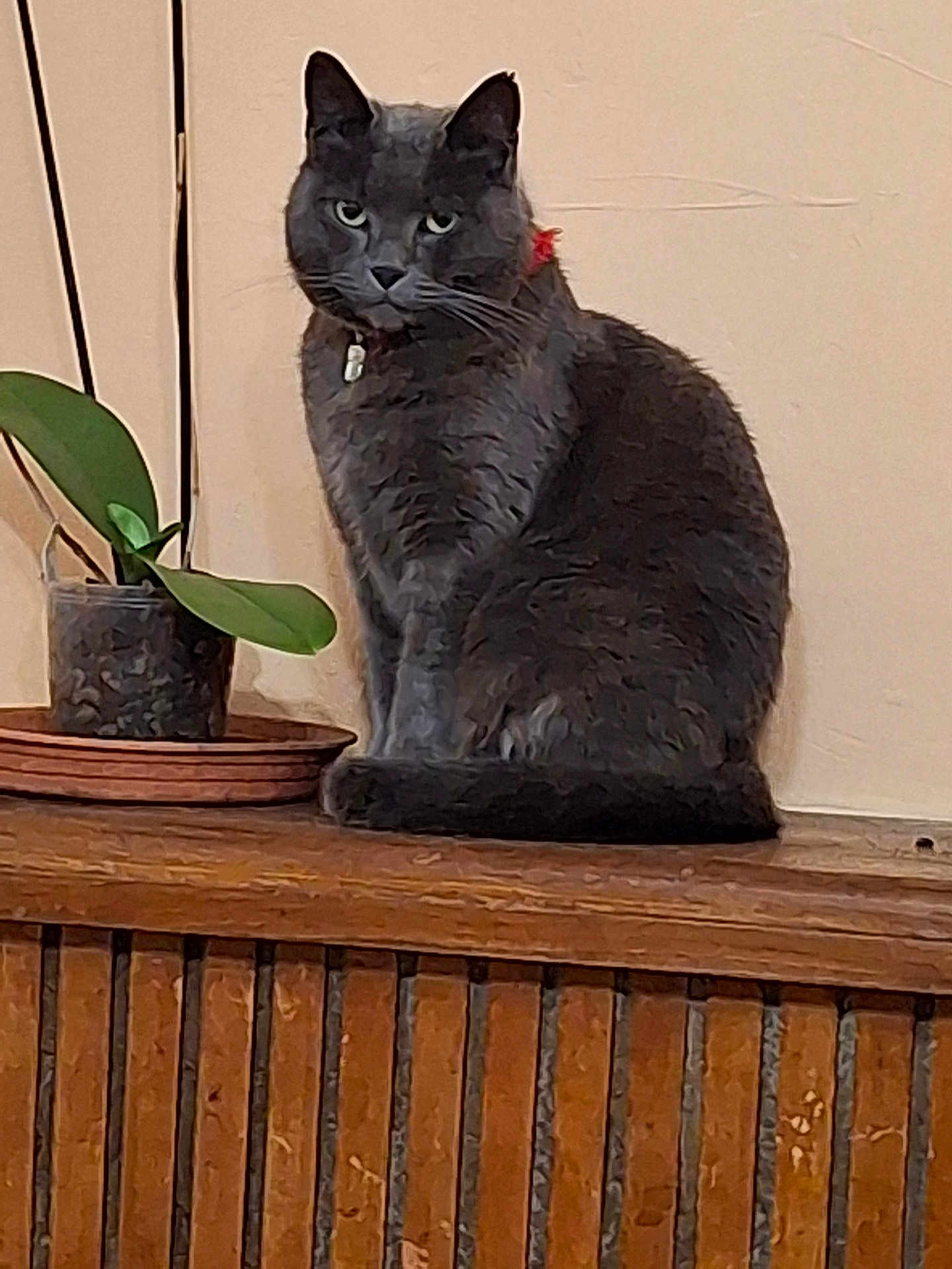 Pepito a rejoint le concours — aidez-le/la à gagner de superbes lots ! cat, grey_cat, pet, animal, indoor, plant, potted_plant, wooden_surface, feline, fur, ears, whiskers, collar, green_eyes, sitting, houseplant, home_interior, domestic_cat, still_life, quiet