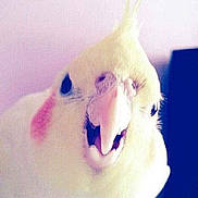 Anakine a rejoint le concours — aidez-le/la à gagner de superbes lots !