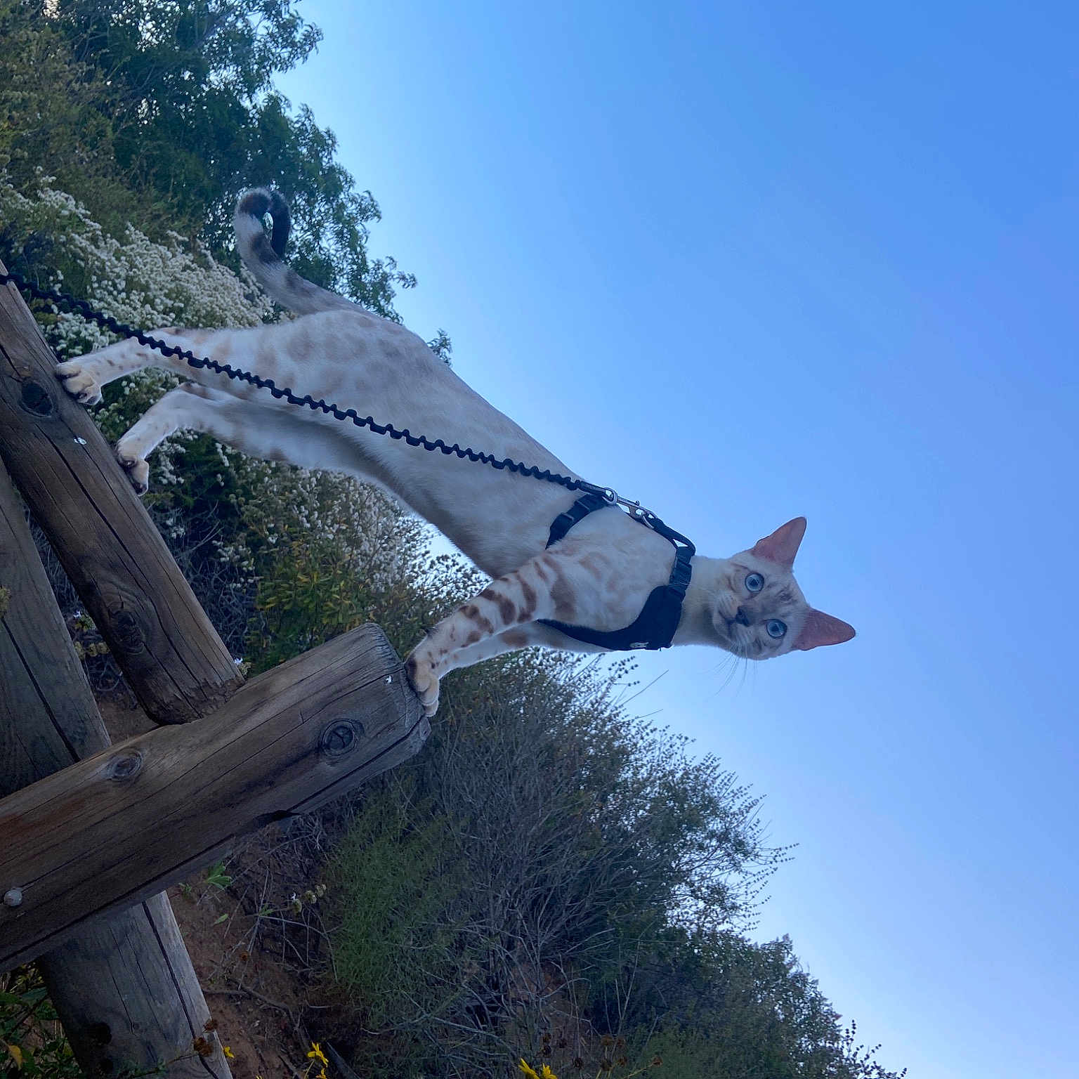 Amir joined the competition — help win amazing prizes! art, building, grass, landscape, monument, plant, roof, sky, tree, trunk, twig, wind, wing, wood