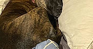 Peji joined the competition — help win amazing prizes! dog, sleeping, bed, pillow, blanket, brown, brindle, collar, rest, cozy, indoor, fur, pet, curled_up, comfort, close_up, relaxation, domestic, animal, quiet