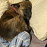 dog, sleeping, bed, pillow, blanket, brown, brindle, collar, rest, cozy, indoor, fur, pet, curled_up, comfort, close_up, relaxation, domestic, animal, quiet