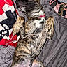 dog, brindle, lying_down, bed, blanket, collar, paws_up, relaxed, indoor, pet, fur, mammal, canine, sleepy, cute, animal, cozy, pink, fabric, clothing
