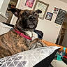 Peji joined the competition — help win amazing prizes! dog, brindle, collar, couch, pillow, living_room, wall_art, photograph, home, furniture, pet, indoor, animal, curious, relaxed, domestic, decor, ear, brown, red